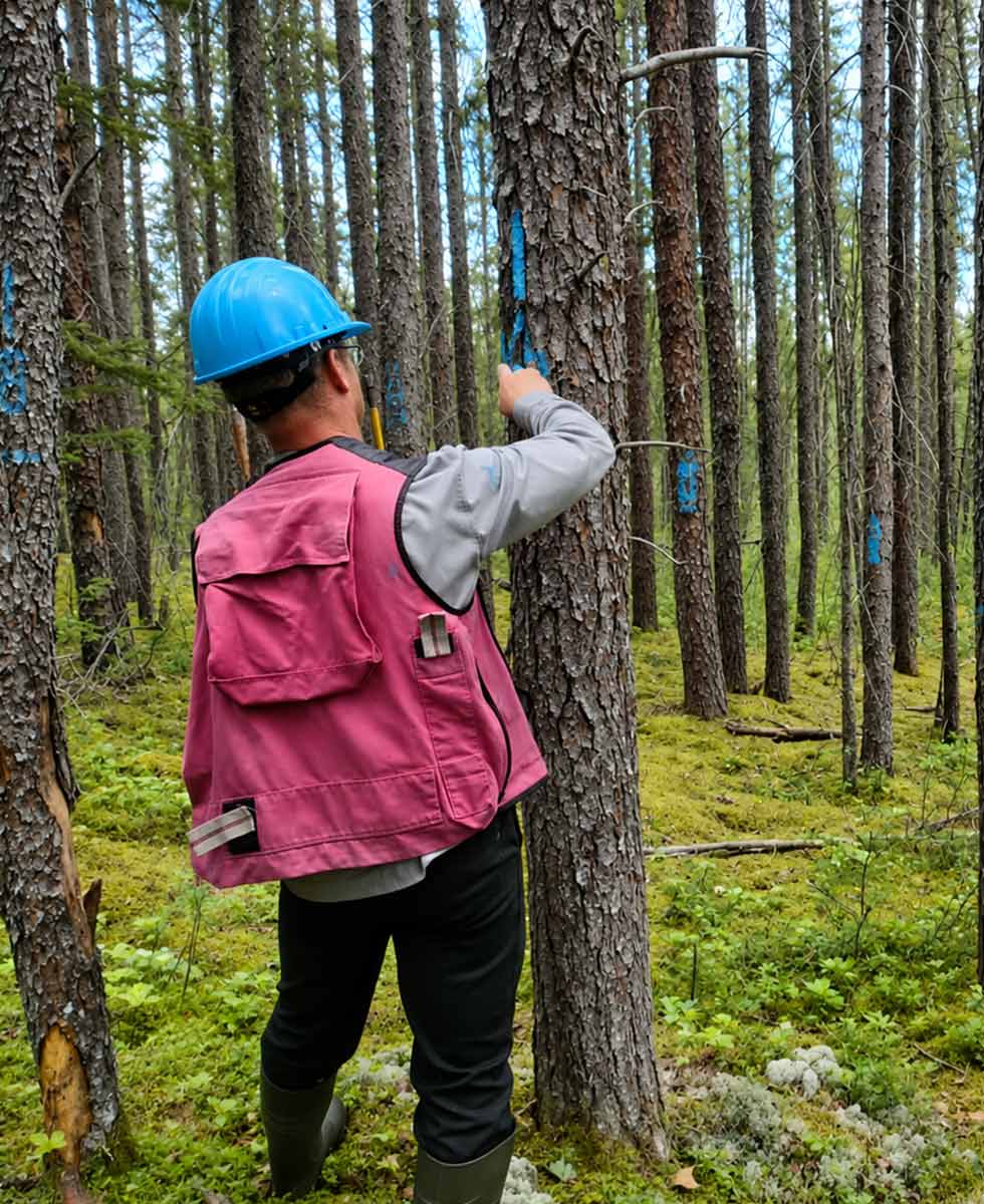 realisation-inventaire-forestier-groupe-ajfor-consultants-forestiers-quebec