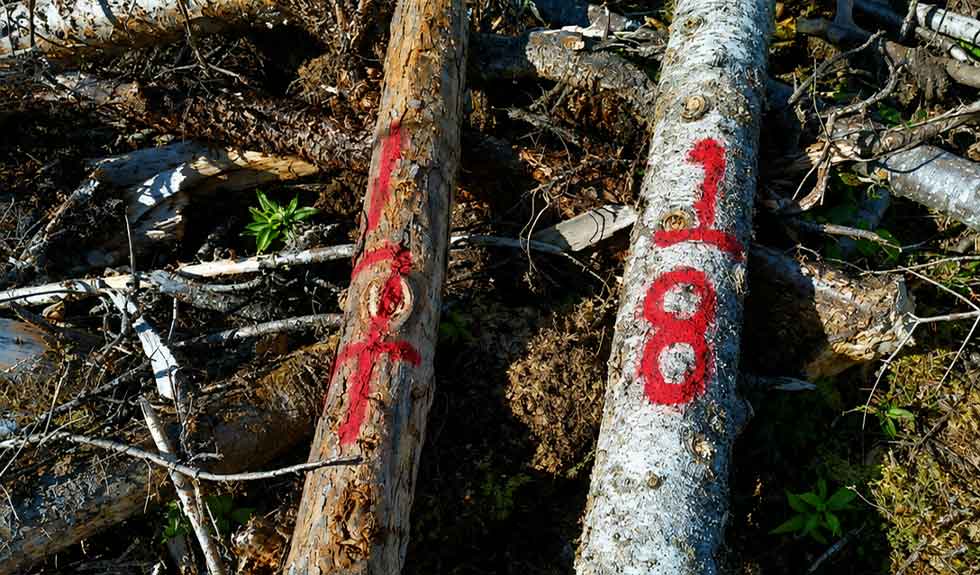 services-techniques-numeros-arbres-groupe-ajfor-consultants-forestiers-quebec