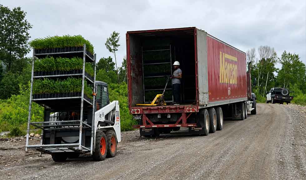 services-travaux-sylvicoles-plantation-arbres-groupe-ajfor-consultants-forestiers-quebec
