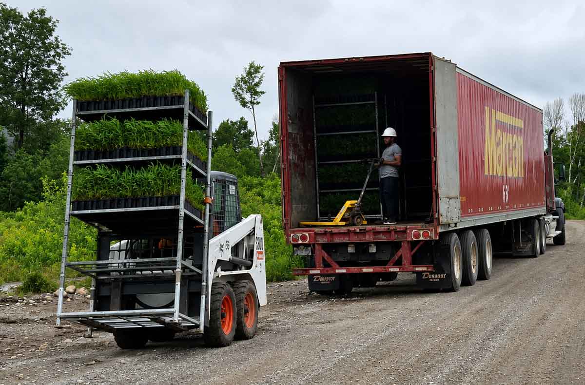 sous-traitance-vanne-plantation-groupe-ajfor-consultants-forestiers-quebec