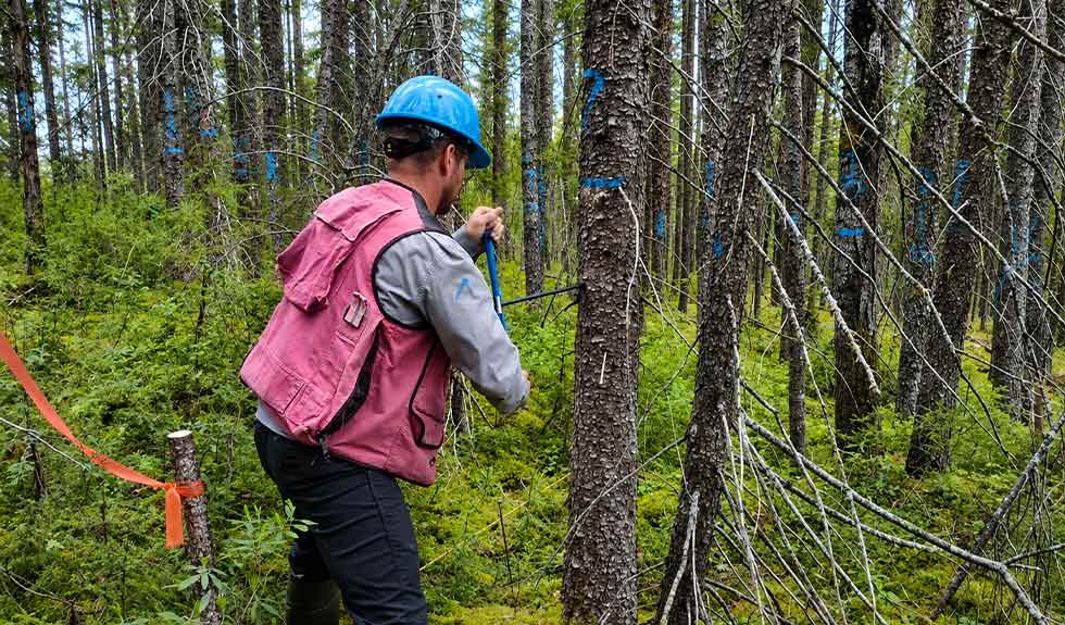 technicien-forestier-mesure-arbre-service-inventaire-forestier-groupe-ajfor-consultants-forestiers-quebec